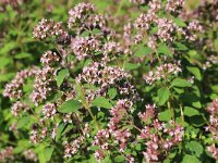 Origanum vulgare 50, Wilde marjolein, Saxifraga-National Botanical Garden of Latvia