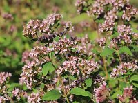 Origanum vulgare 51, Wilde marjolein, Saxifraga-National Botanical Garden of Latvia