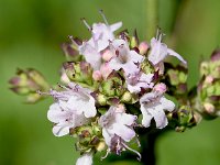 Origanum vulgare 56, Wilde marjolein, Saxifraga-Sonja Bouwman