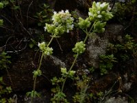 Origanum vulgare ssp. virens, 53, Saxifraga-Ed Stikvoort