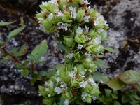 Origanum vulgare ssp. virens, 54, Saxifraga-Ed Stikvoort