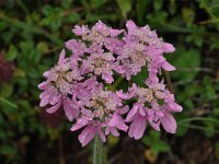 Orlaya grandiflora 28, Straalscherm, Saxifraga-Harry Jans