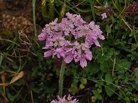 Orlaya grandiflora 29, Straalscherm, Saxifraga-Harry Jans