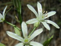 Ornithogalum narbonense 10, Saxifraga-Ed Stikvoort