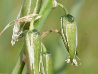 Ornithogalum nutans 12, Knikkende vogelmelk, Saxifraga-Sonja Bouwman  689. Knikkende vogelmelk - Ornithogalum nutans - Asparagaceae familie (i)