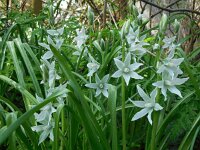 Ornithogalum nutans 18, Knikkende vogelmelk, Saxifraga-Ed Stikvoort