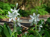 Ornithogalum nutans 22, Knikkende vogelmelk, Saxifraga-Ed Stikvoort