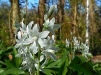 Ornithogalum nutans 24, Knikkende vogelmelk, Saxifraga-Ed Stikvoort