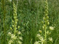 Ornithogalum pyrenaicum 6, Bosvogelmelk, Saxifraga-Ed Stikvoort