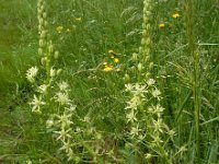 Ornithogalum pyrenaicum 7, Bosvogelmelk, Saxifraga-Ed Stikvoort