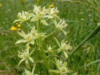 Ornithogalum pyrenaicum 8, Bosvogelmelk, Saxifraga-Ed Stikvoort