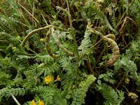 Ornithopus compressus 14, Geel vogelpootje, Saxifraga-Ed Stikvoort