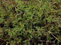 Ornithopus compressus 15, Geel vogelpootje, Saxifraga-Ed Stikvoort