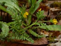 Ornithopus compressus 16, Geel vogelpootje, Saxifraga-Ed Stikvoort