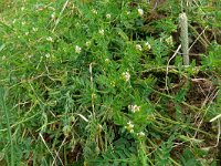 Ornithopus perpusillus 39, Klein vogelpootje, Saxifraga-Hans Grotenhuis