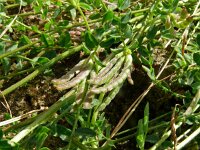 Ornithopus perpusillus 41, Klein vogelpootje, Saxifraga-Hans Grotenhuis