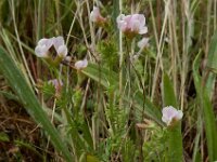 Ornithopus sativus 14, Serradelle, Saxifraga-Ed Stikvoort