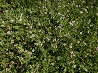 Ornithopus sativus 15, Serradelle, Saxifraga-Ed Stikvoort : Ria Formosa - Montenegro