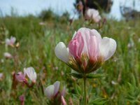 Ornithopus sativus 16, Serradelle, Saxifraga-Ed Stikvoort : Ria Formosa - Montenegro s9900