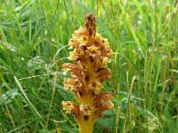 Orobanche alsatica