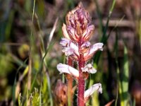 Orobanche amethystea 4, Violette bremraap, Saxifraga-Bart Vastenhouw
