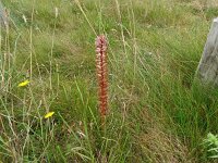 Orobanche amethystea 6, Violette bremraap, Saxifraga-Hans Grotenhuis