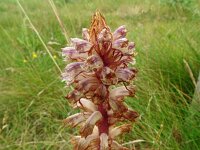 Orobanche amethystea 7, Violette bremraap, Saxifraga-Hans Grotenhuis