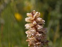 Orobanche caryophyllacea 32, Walstrobremraap, Saxifraga-Jan Nijendijk