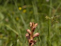 Orobanche caryophyllacea 34, Walstrobremraap, Saxifraga-Jan Nijendijk