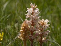 Orobanche caryophyllacea 35, Walstrobremraap, Saxifraga-Jan Nijendijk