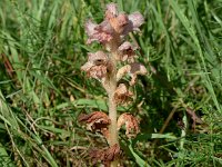 Orobanche caryophyllacea 39, Walstrobremraap, Saxifraga-Sonja Bouwman  950. Walstrobremraap - Orobanche caryophyllacea - Orobanchaceae familie (i)