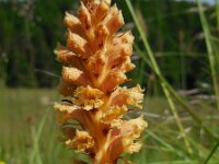 Orobanche elatior 10, Centauriebremraap, Saxifraga-Ed Stikvoort