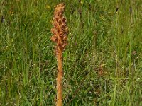 Orobanche elatior 11, Centauriebremraap, Saxifraga-Ed Stikvoort