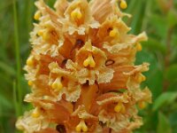 Orobanche elatior 12, Centauriebremraap, Saxifraga-Ed Stikvoort