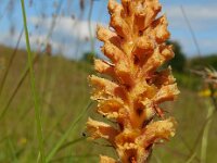 Orobanche elatior 13, Centauriebremraap, Saxifraga-Ed Stikvoort