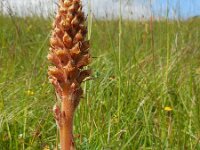Orobanche elatior 8, Centauriebremraap, Saxifraga-Ed Stikvoort