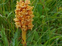 Orobanche elatior 9, Centauriebremraap, Saxifraga-Ed Stikvoort
