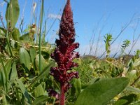 Orobanche foetida 5, Saxifraga-Ed Stikvoort