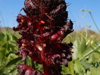 Orobanche foetida 8, Saxifraga-Ed Stikvoort