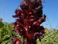 Orobanche foetida 9, Saxifraga-Ed Stikvoort