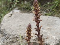 Orobanche hederae 17, Klimopbremraap, Saxifraga-Willem van Kruijsbergen