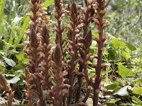 Orobanche hederae 19, Klimopbremraap, Saxifraga-Willem van Kruijsbergen