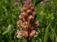 Orobanche minor 1, Klavervreter, Saxifraga-Peter Meininger