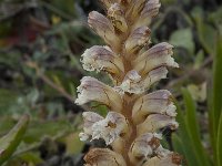 Orobanche minor 10, Klavervreter, Saxifraga-Willem van Kruijsbergen