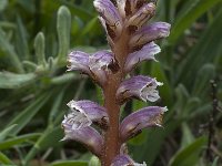 Orobanche minor 11, Klavervreter, Saxifraga-Willem van Kruijsbergen