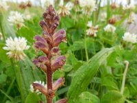 Orobanche minor 15, Klavervreter, Saxifraga-Ed Stikvoort