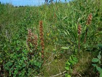 Orobanche minor 16, Klavervreter, Saxifraga-Ed Stikvoort