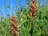 Orobanche minor 17, Klavervreter, Saxifraga-Ed Stikvoort