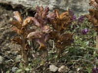 Orobanche minor 2, Klavervreter, Saxifraga-Willem van Kruijsbergen