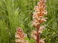 Orobanche minor 21, Klavervreter, Saxifraga-Ed Stikvoort